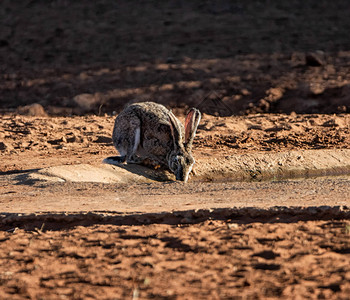 南非大草原黑兔角的肖像背景图片