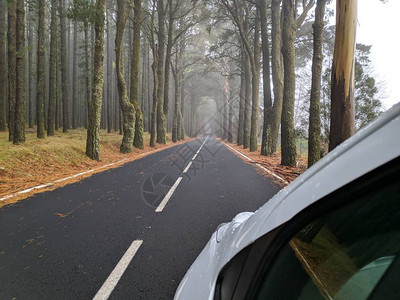 开进迷雾森林的白车图片