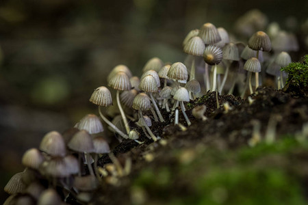 在绿色苔藓的树桩上的森林地面图片