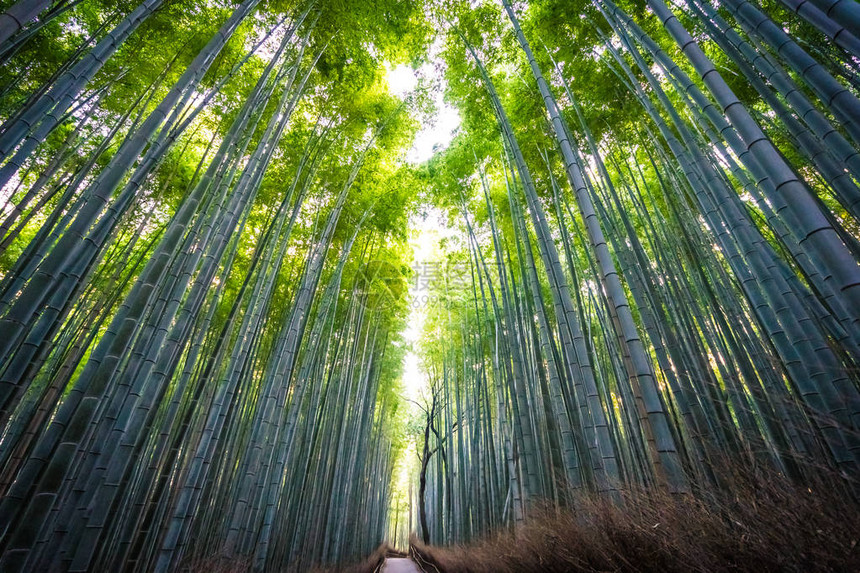 日本京都林中美丽的竹林景色青图片