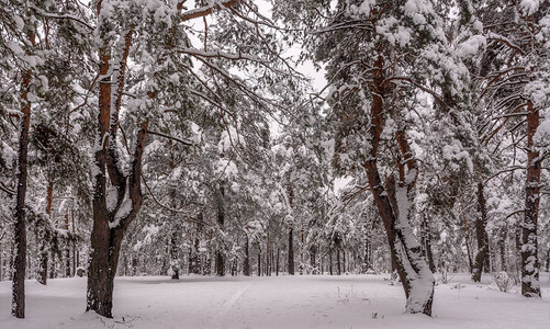 森林冬天白雪覆盖的森林白雪覆盖的图片