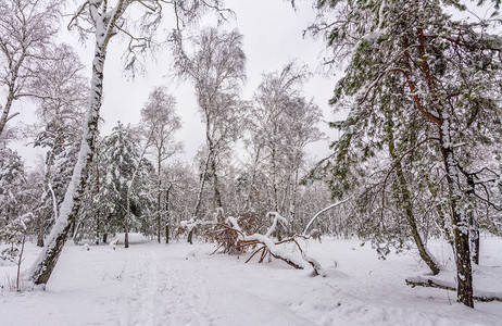 森林冬天白雪覆盖的森林白雪覆盖的图片