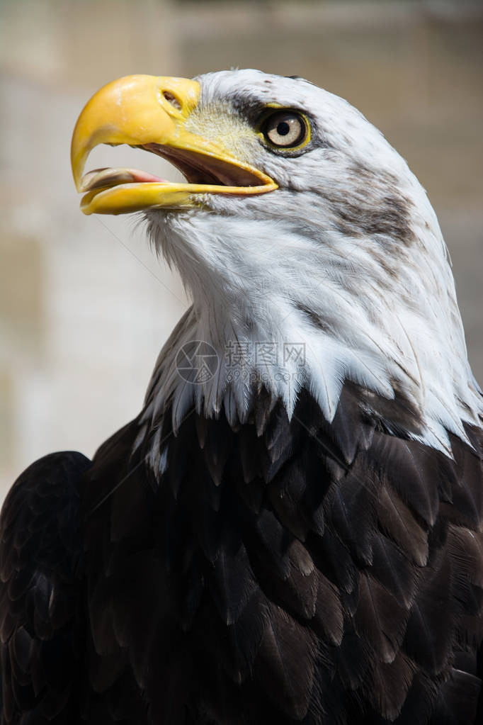 秃鹰是北美发现的一只猎物鸟图片