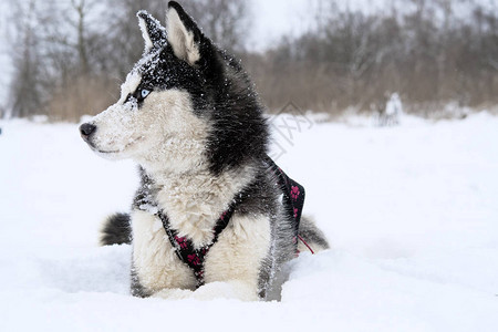 冬天繁殖哈士奇雪橇犬北方哈士奇犬背景图片