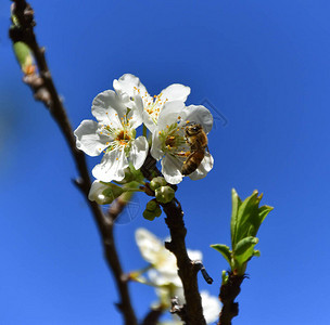 蜜蜂授粉白色果花图片