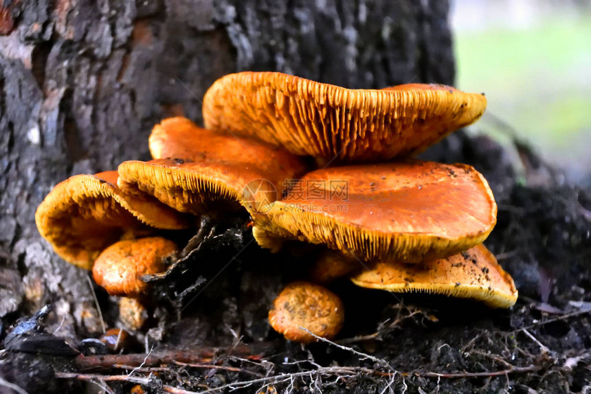 一束生长在树根下的野生蜜菇图片