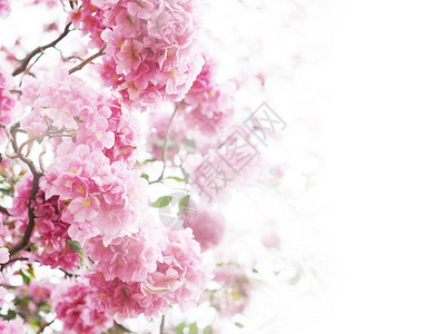 春天或夏天的粉红色喇叭花在白色的花卉背景背景与情人图片