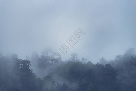 低洼云雾中的森林山坡图片