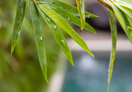 雨后叶子关闭图片