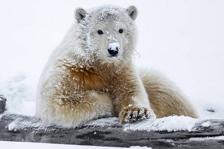 北极熊北极捕食者北极熊图片