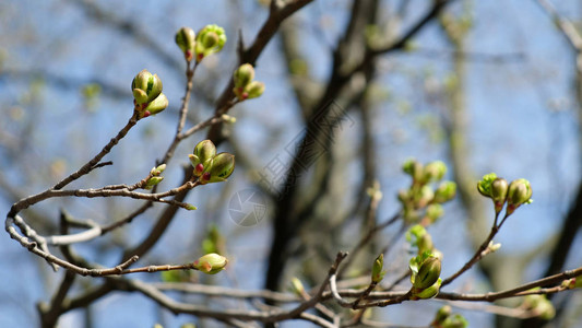 春花的树枝在阳光明媚的白天长在风中慢地摇动开图片