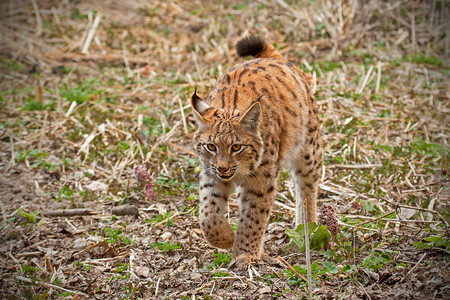 Lynx在自然环境中行走图片