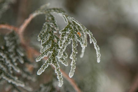 冬天白霜中的树枝图片