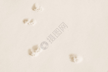 深雪中动物脚印的冬季壁纸图片