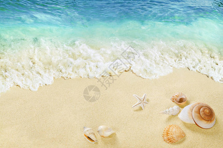 海滩上的贝壳海边的波图片