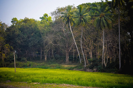 秋天初的乡村清晨全景孤单的风椰子树和冬季绿地农村景观布图片
