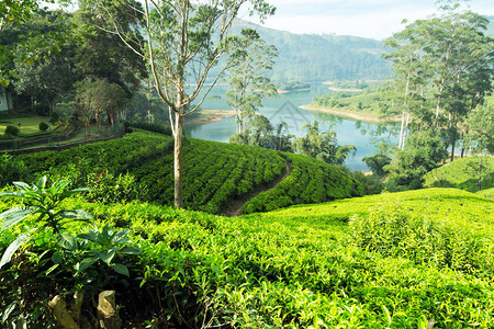 斯里兰卡中高海拔地区NuwaraEliya附近一个茶叶种植园图片