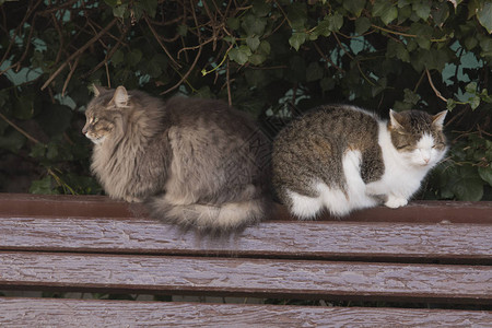 两只猫站在街上灰猫灰图片