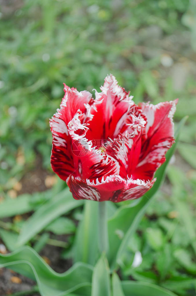 红色和白色流苏郁金香红白郁金香伦勃朗花园里有白色边缘的红色图片