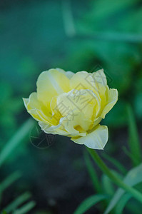花园里的纯白色郁金香塔科马山花园背景中的图片