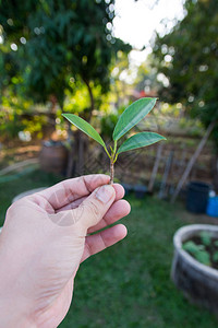 拿着新芽年轻植物的手图片