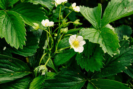 夏日花园里的白色草莓花图片