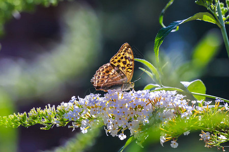 银洗贝母蝴蝶Argynnispaphia的侧视图特写镜头图片