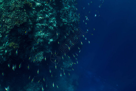 水下海洋世界有图片