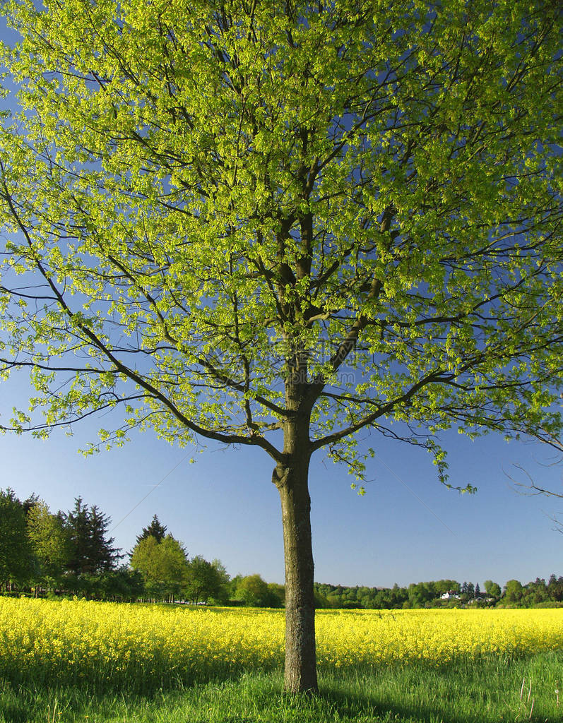 绿色和黄色的春天风景与绿树图片