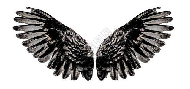 天使的翅膀一个孤图片