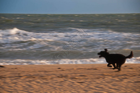 下午在金沙滩上快乐奔跑黑狗正匆背景图片