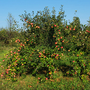 树上撒苹果苹果树花园秋图片
