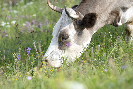 棕牛在山脚边的青草地上吃草用鲜图片