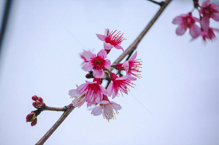 Prunuscerasoides是美丽的粉红色在泰国北部的1月至图片