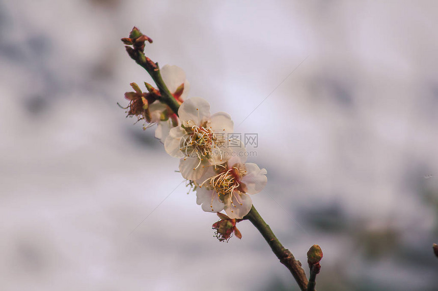 Prunuscerasoides是美丽的粉红色在泰国北部的1月至图片