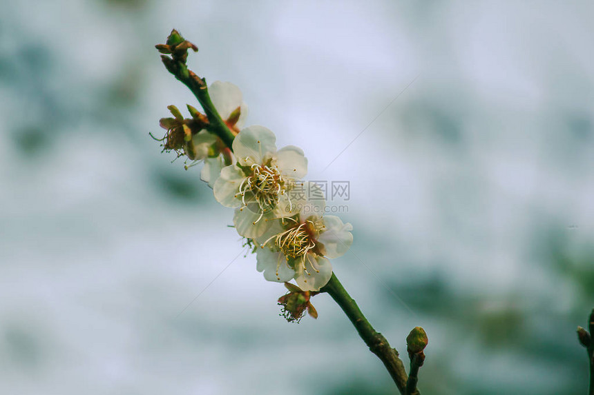 Prunuscerasoides是美丽的粉红色在泰国北部的1月至图片