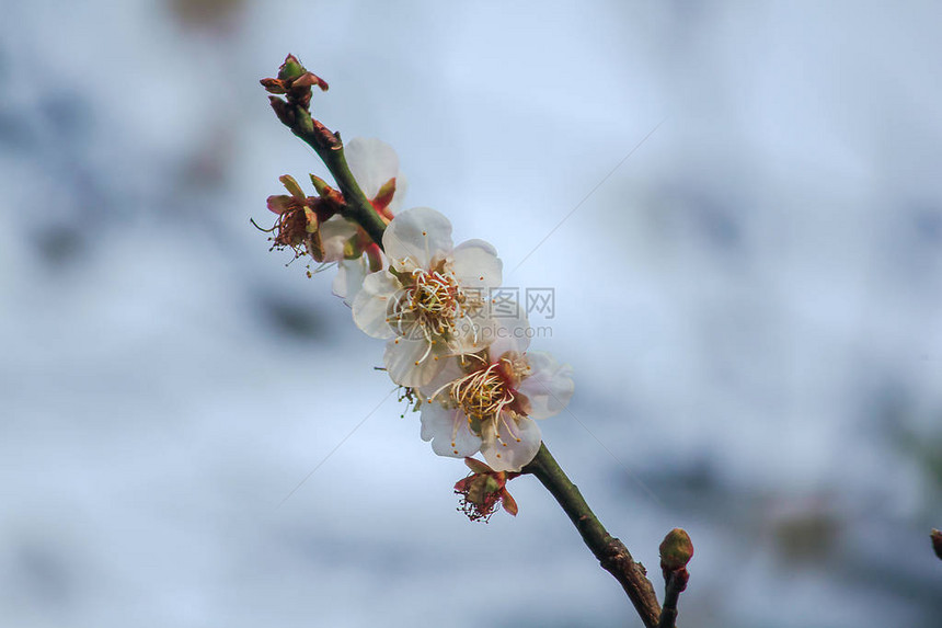 Prunuscerasoides是美丽的粉红色在泰国北部的1月至图片