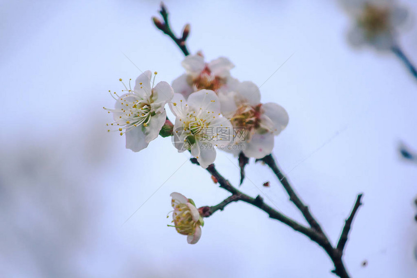 Prunuscerasoides是美丽的粉红色在泰国北部的1月至图片