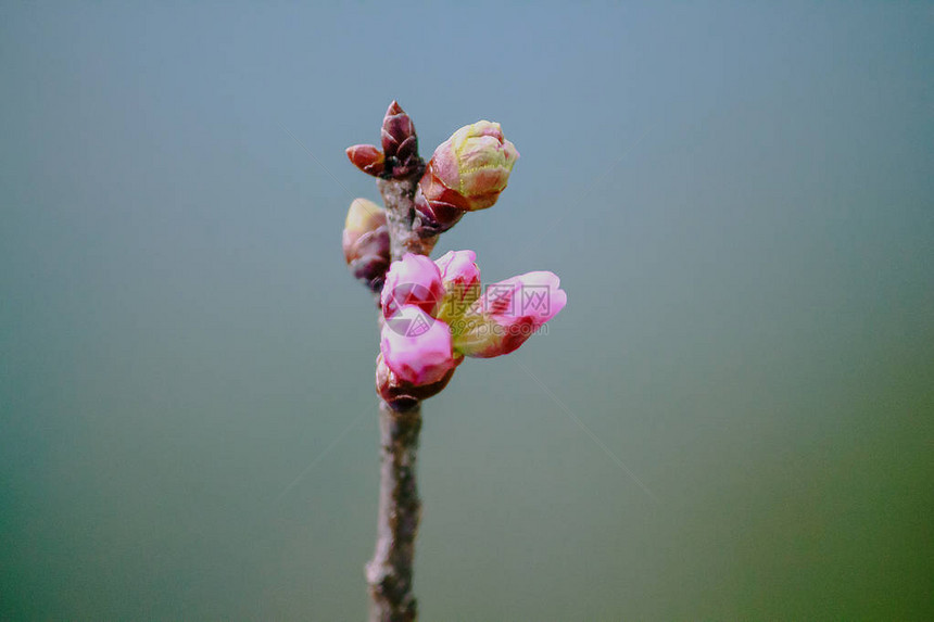 Prunuscerasoides是美丽的粉红色在泰国北部的1月至图片