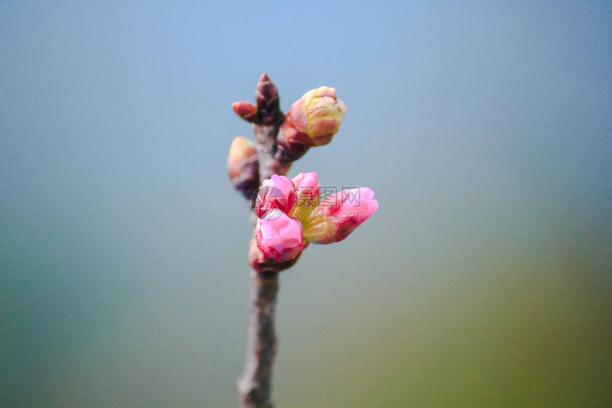 Prunuscerasoides是美丽的粉红色在泰国北部的1月至图片