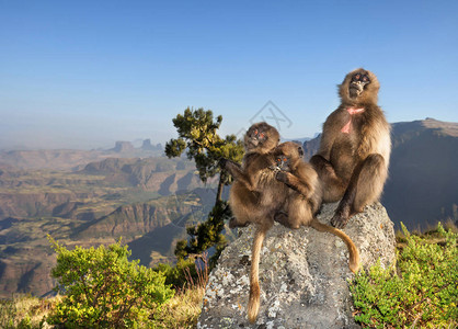 在埃塞俄比亚Simien山上图片
