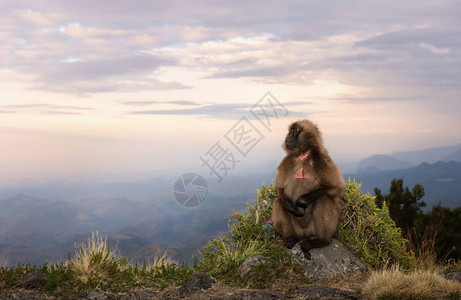 Gelada猴子Theropithecusgelada在日落时图片