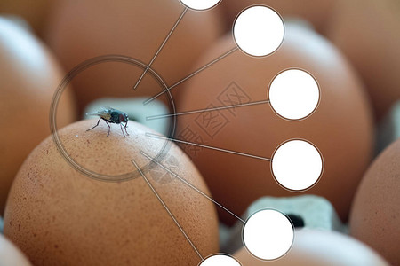 印片圈的警告鸡蛋上的苍蝇昆虫离合是伤寒结核病的携带者图片