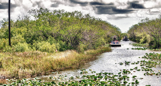 佛罗里达Everglades图片