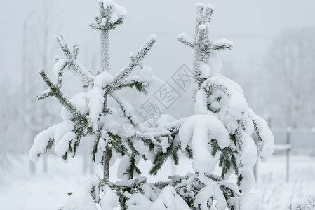 芬兰拉普兰的树木枝叶冬季下大雪树枝上布满图片