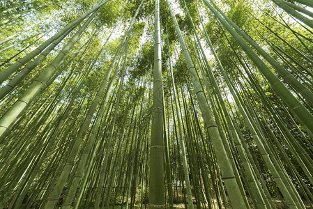 竹林岚山竹林京都日本图片