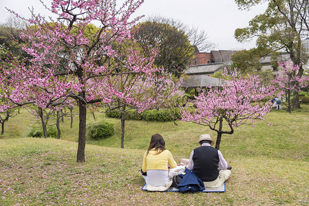 在日本大阪市公共园观赏樱花的旅游图片