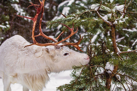 冬天一只可爱的白鹿在雪林里觅食这是下雪图片