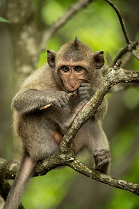 啃树枝上的长尾猕猴宝图片