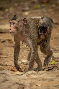 长尾猕猴在岩石地上抱着婴儿图片